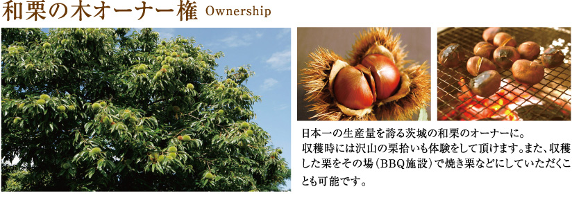 [和栗の木オーナー権] 日本一の生産量を誇る茨城の和栗のオーナーに。収穫時にはたくさんの栗拾いも体験をして頂けます。また、収穫した栗をその場（BBQ施設）で焼き栗などにしていただくことも可能です。