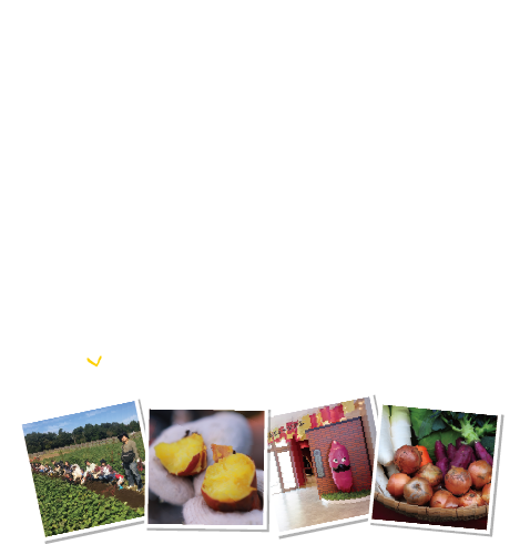 らぽっぽファームが誇る日本一美しいさつまいも畑で日本一のさつまいもを収穫し世界一の記録をつくろう！