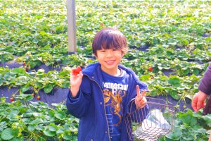 いちご狩り体験