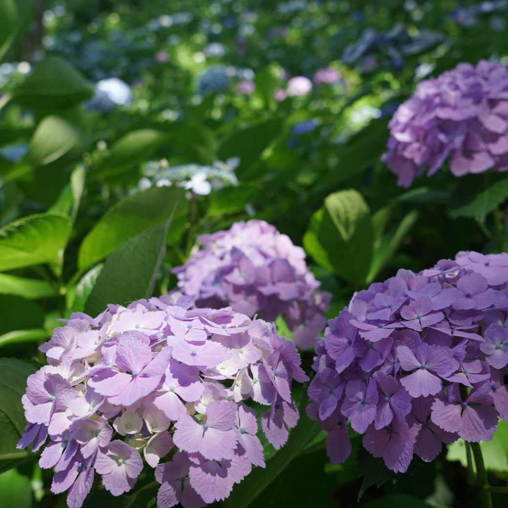 専用　紫陽花様 あじさいまつり2024 - らぽっぽ なめがたファーマーズヴィレッジ｜茨城